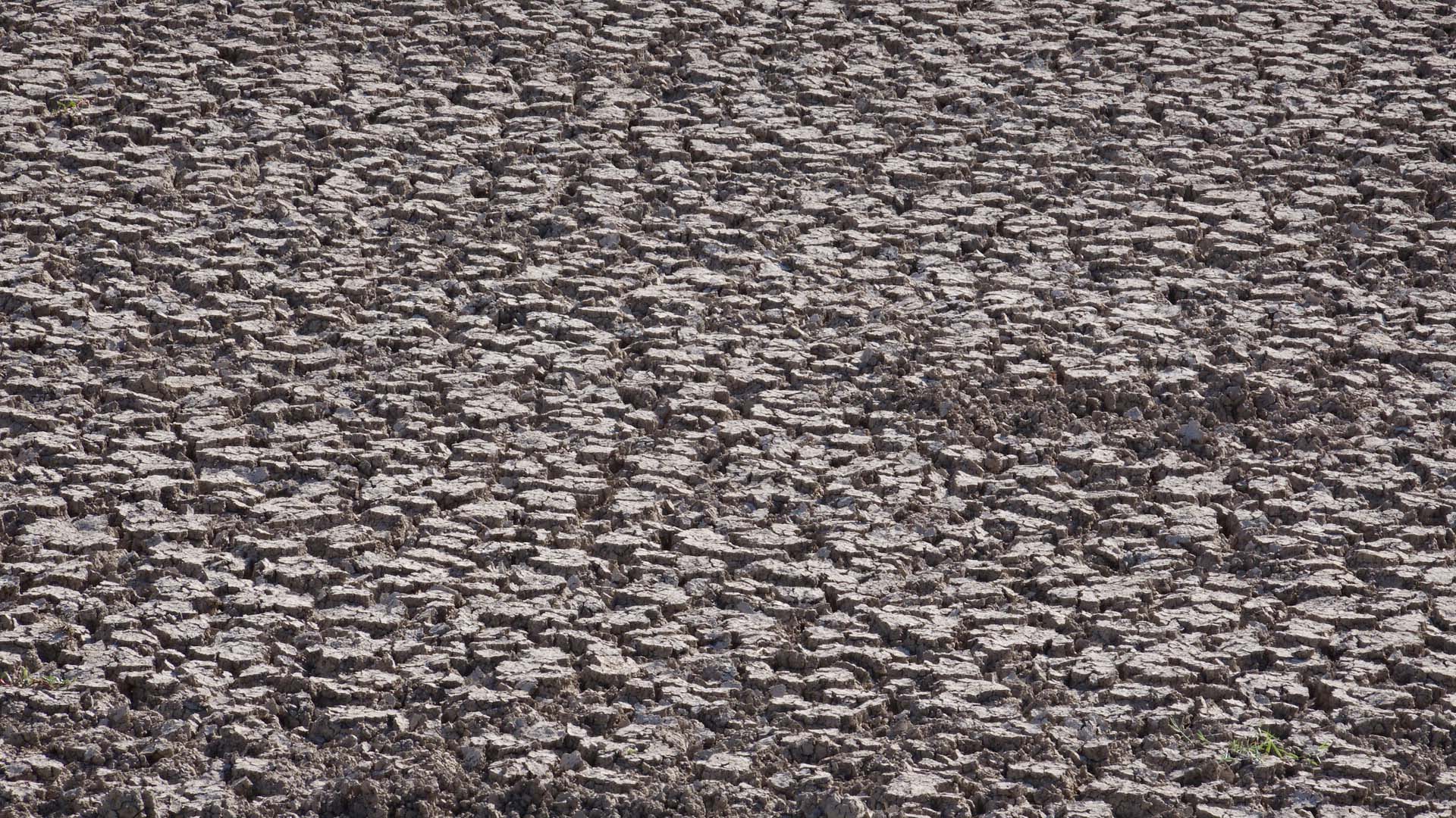 Suyu çekilince ikiye bölünen Eğirdir Gölü, hayvanların otlağı oldu - Görsel 9
