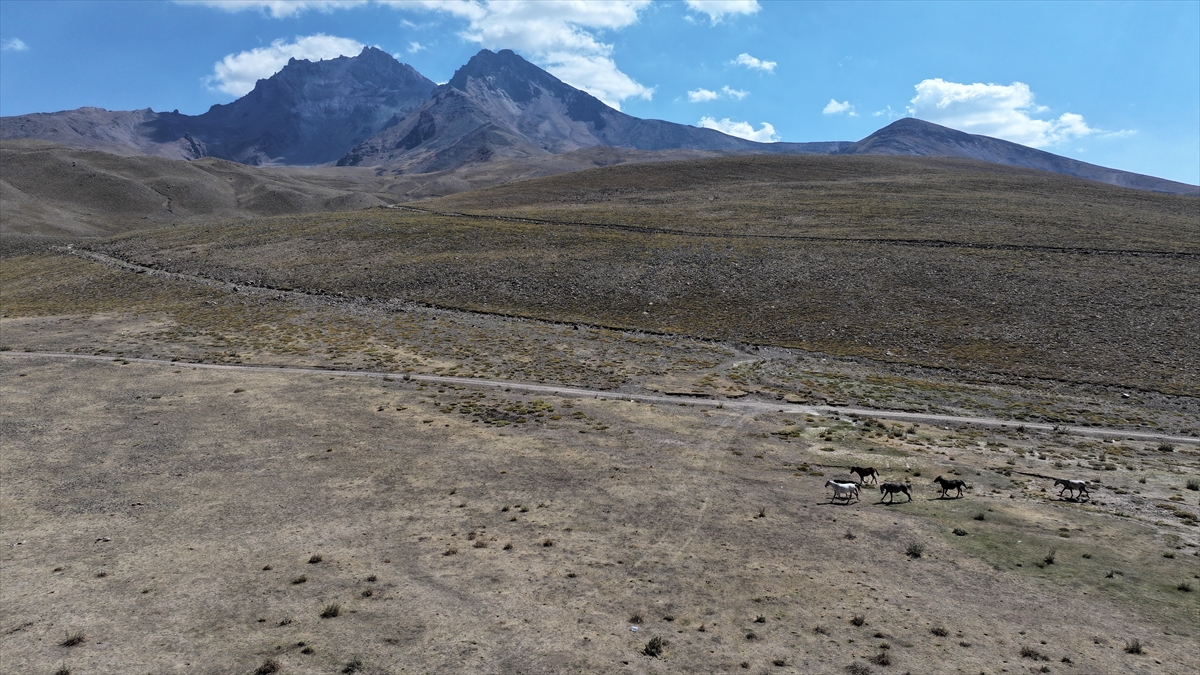 KAYSERİ - Özgürlüğün simgesi yılkı atları Erciyes'te dörtnala koşuyor - Görsel 1