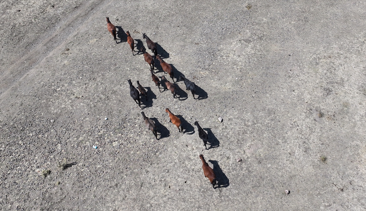 KAYSERİ - Özgürlüğün simgesi yılkı atları Erciyes'te dörtnala koşuyor - Görsel 4