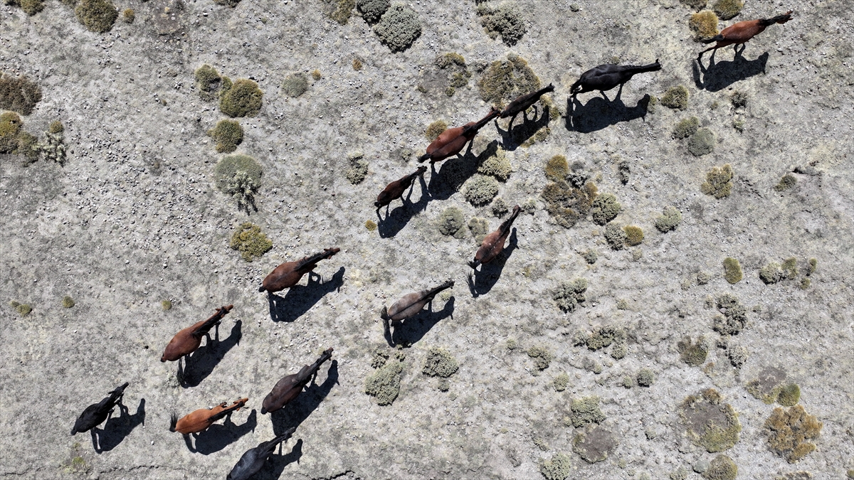 KAYSERİ - Özgürlüğün simgesi yılkı atları Erciyes'te dörtnala koşuyor - Görsel 5