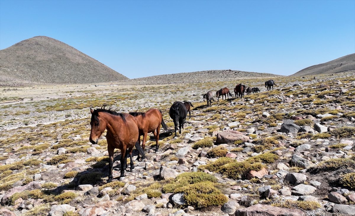 KAYSERİ - Özgürlüğün simgesi yılkı atları Erciyes'te dörtnala koşuyor - Görsel 6