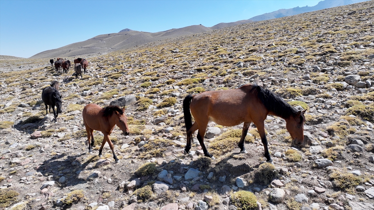 KAYSERİ - Özgürlüğün simgesi yılkı atları Erciyes'te dörtnala koşuyor - Görsel 7