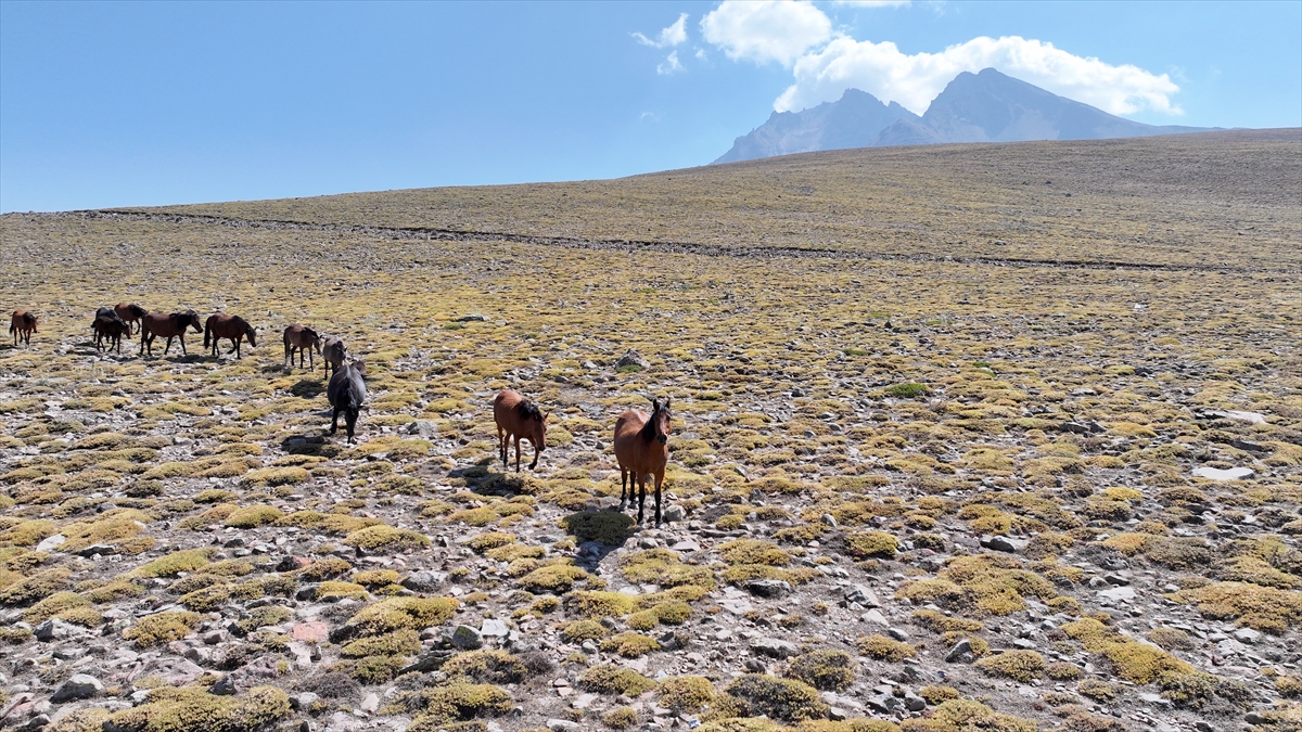 KAYSERİ - Özgürlüğün simgesi yılkı atları Erciyes'te dörtnala koşuyor - Görsel 8
