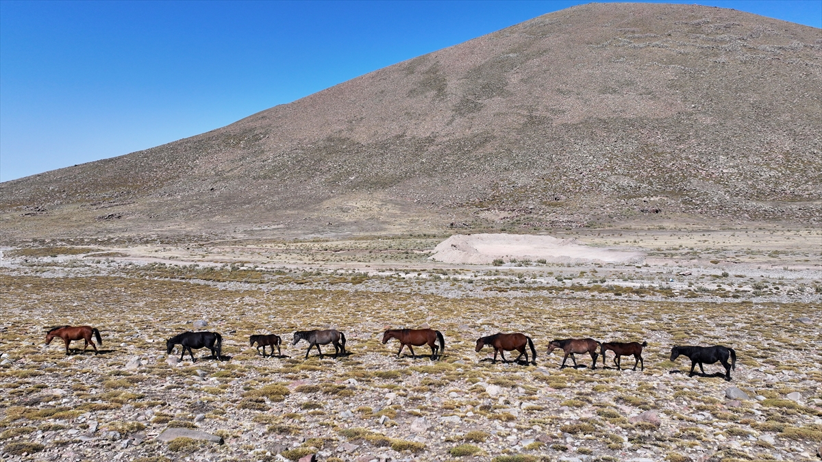 KAYSERİ - Özgürlüğün simgesi yılkı atları Erciyes'te dörtnala koşuyor - Görsel 9