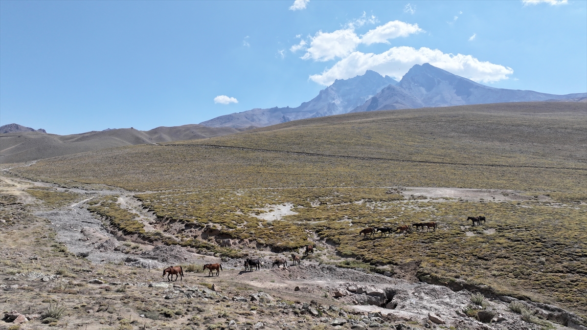 KAYSERİ - Özgürlüğün simgesi yılkı atları Erciyes'te dörtnala koşuyor - Görsel 10