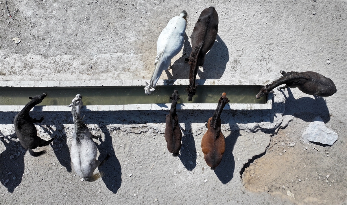 KAYSERİ - Özgürlüğün simgesi yılkı atları Erciyes'te dörtnala koşuyor - Görsel 11