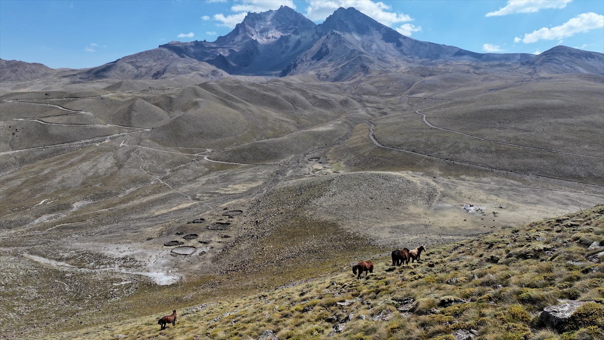 KAYSERİ - Özgürlüğün simgesi yılkı atları Erciyes'te dörtnala koşuyor - Görsel 12