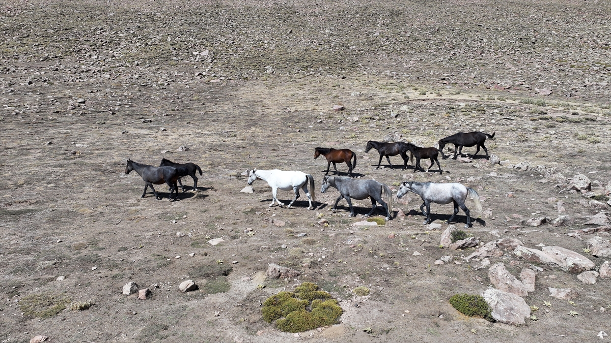 KAYSERİ - Özgürlüğün simgesi yılkı atları Erciyes'te dörtnala koşuyor - Görsel 13