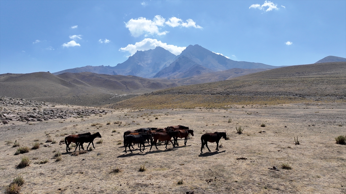 KAYSERİ - Özgürlüğün simgesi yılkı atları Erciyes'te dörtnala koşuyor - Görsel 14