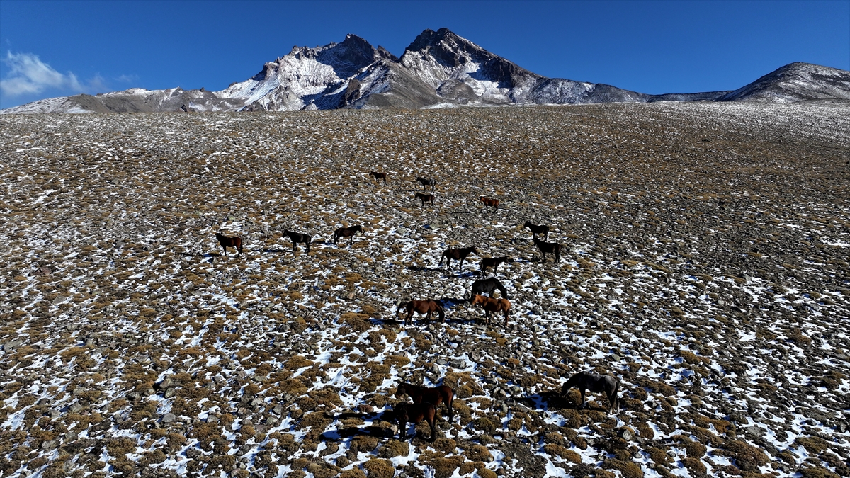 KAYSERİ - Özgürlüğün simgesi yılkı atları Erciyes'te dörtnala koşuyor - Görsel 15