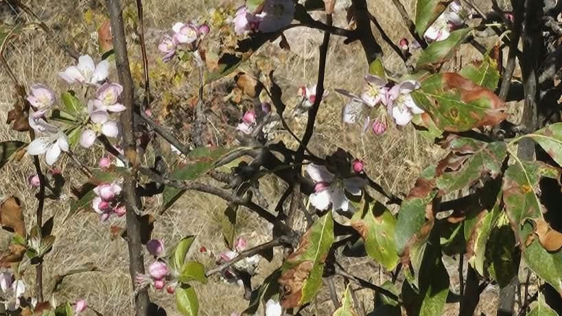 Konya'da Beklenen Kar Yağışı Yerine Ağaçlar Çiçek Açtı - Görsel 1