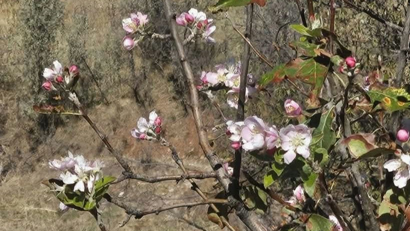 Konya'da Beklenen Kar Yağışı Yerine Ağaçlar Çiçek Açtı - Görsel 2