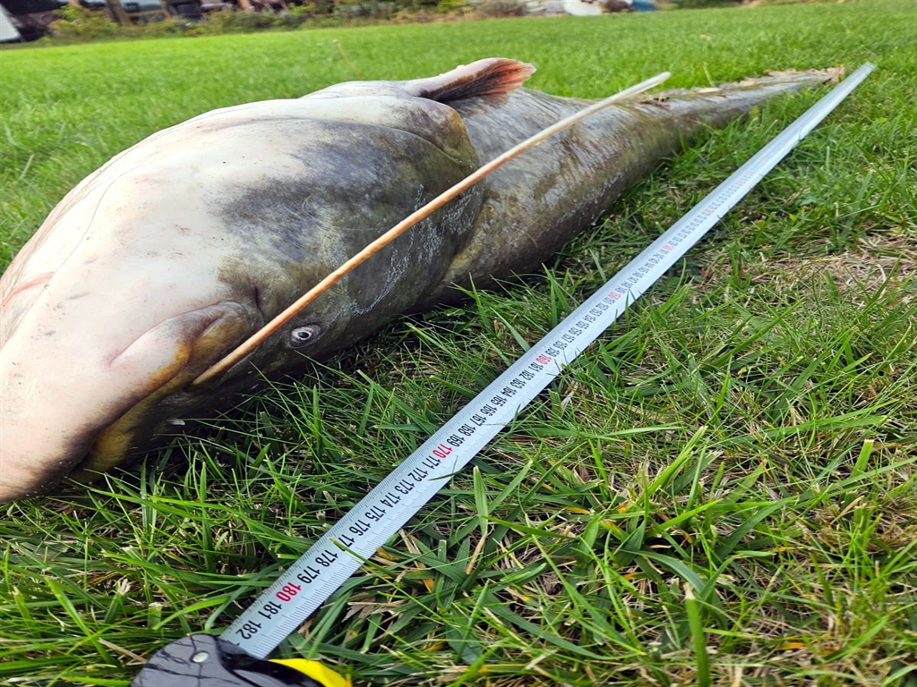 Tekirdağda Oltayla 70 kiloluk yayın yakaladı - Görsel 2