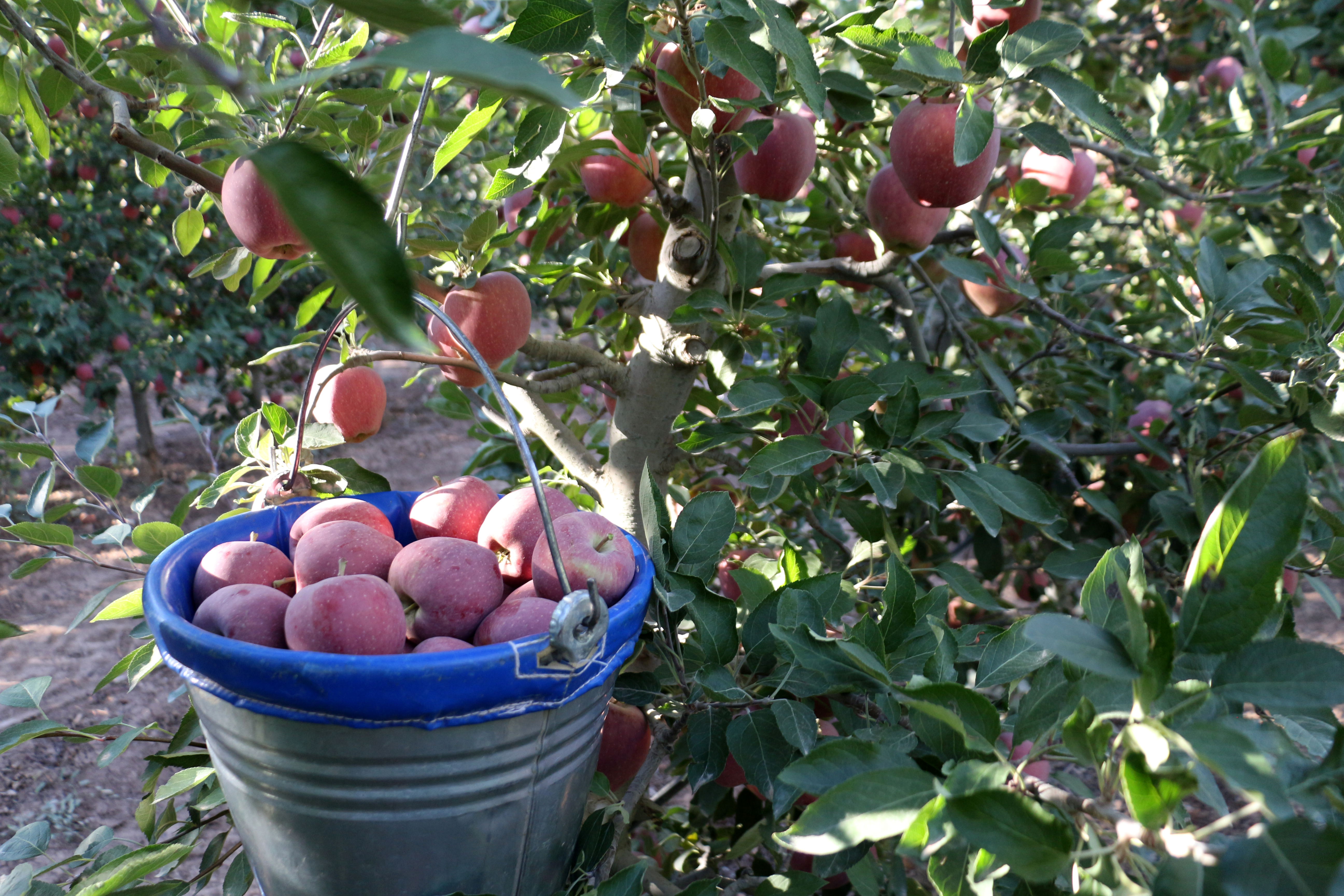 Isparta'da zirai don ve dolu zararı sonrası elmada rekolte beklentisi 800 bin ton - Görsel 1