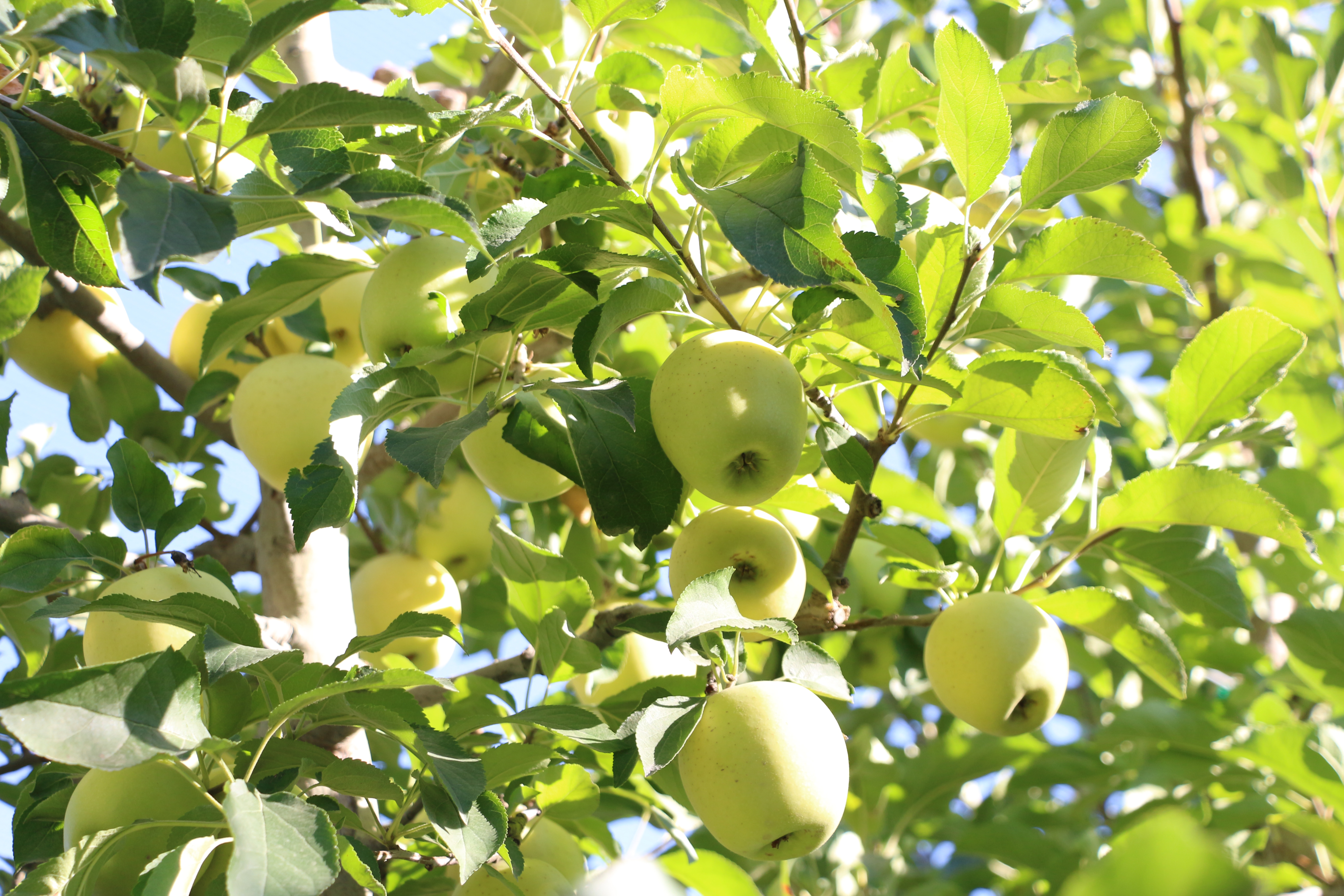 Isparta'da zirai don ve dolu zararı sonrası elmada rekolte beklentisi 800 bin ton - Görsel 2