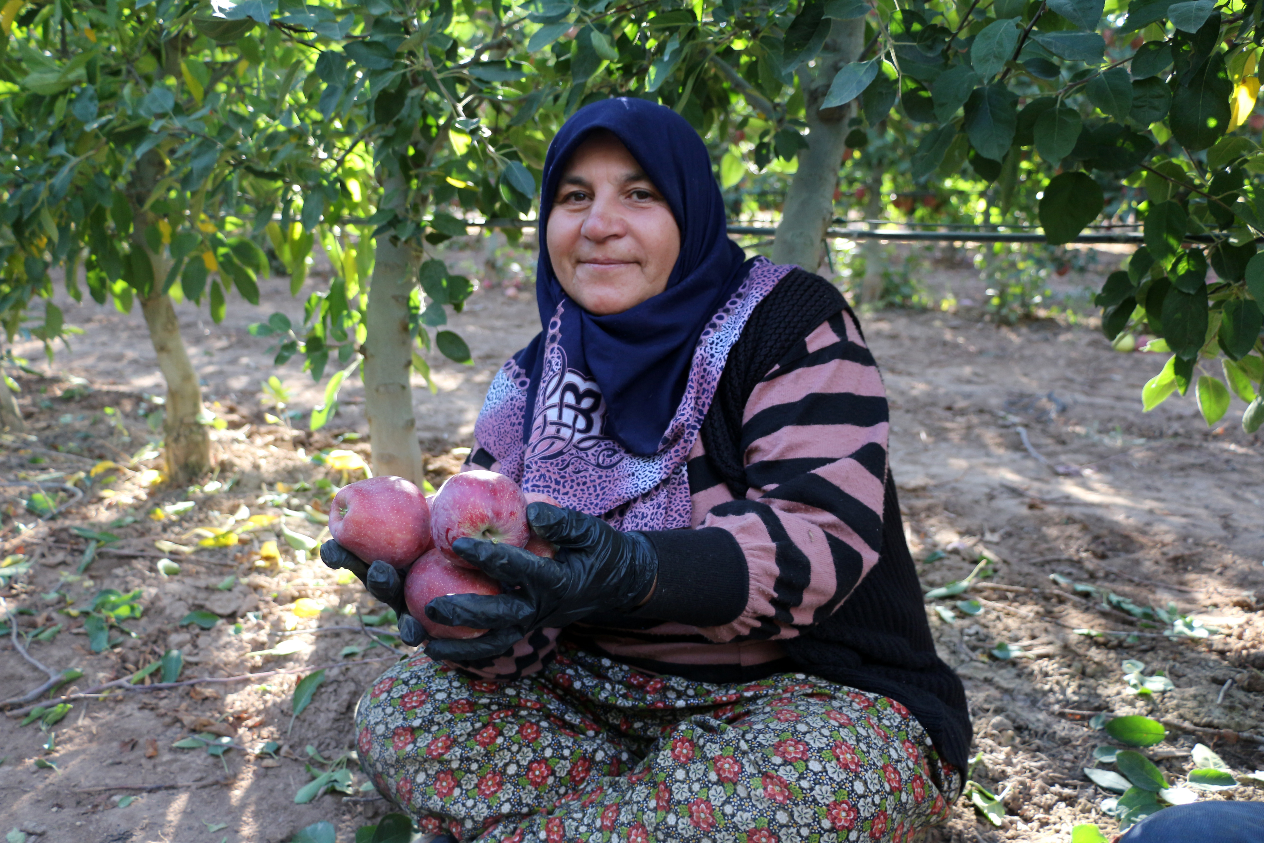 Isparta'da zirai don ve dolu zararı sonrası elmada rekolte beklentisi 800 bin ton - Görsel 5