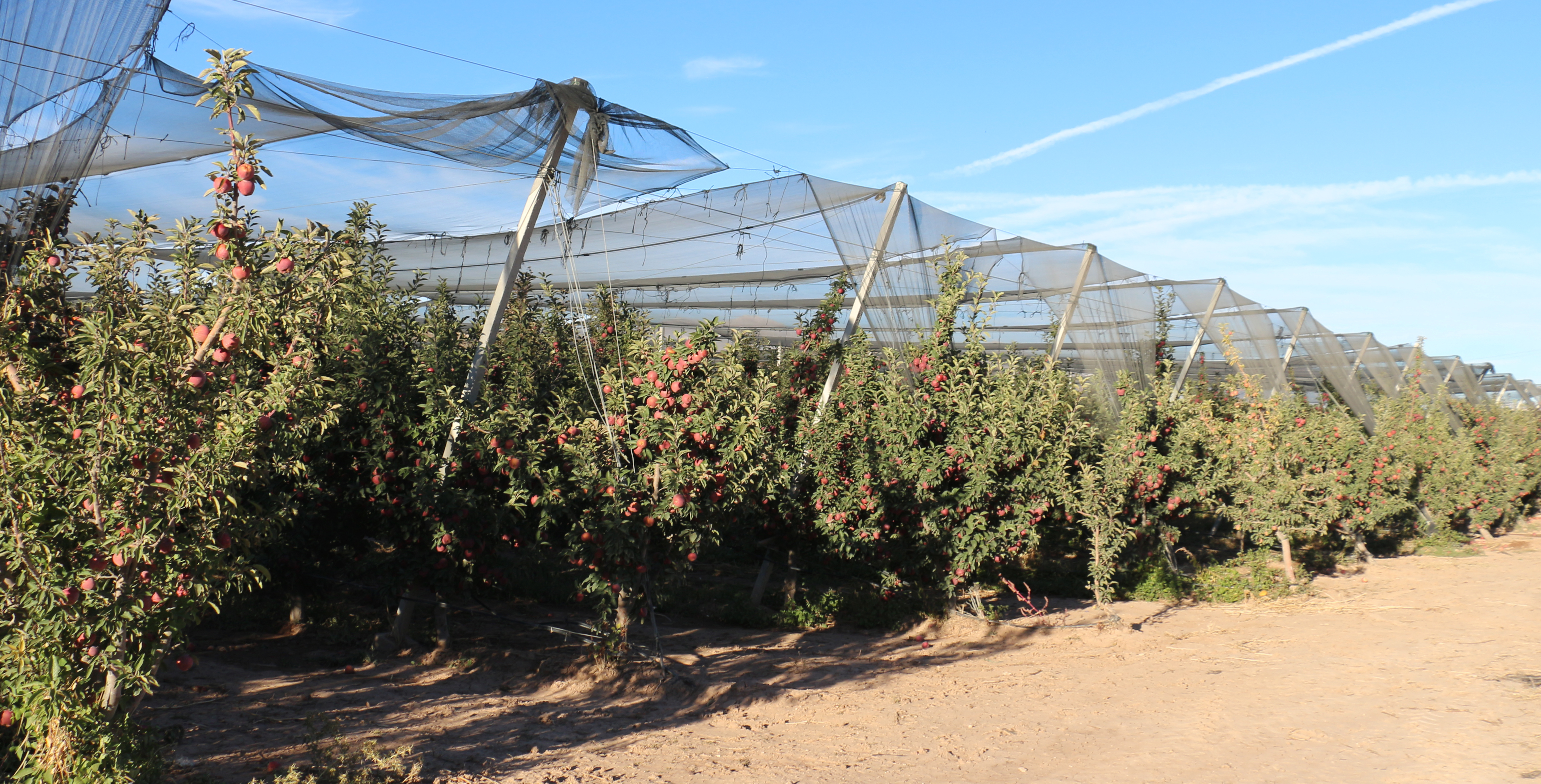 Isparta'da zirai don ve dolu zararı sonrası elmada rekolte beklentisi 800 bin ton - Görsel 6