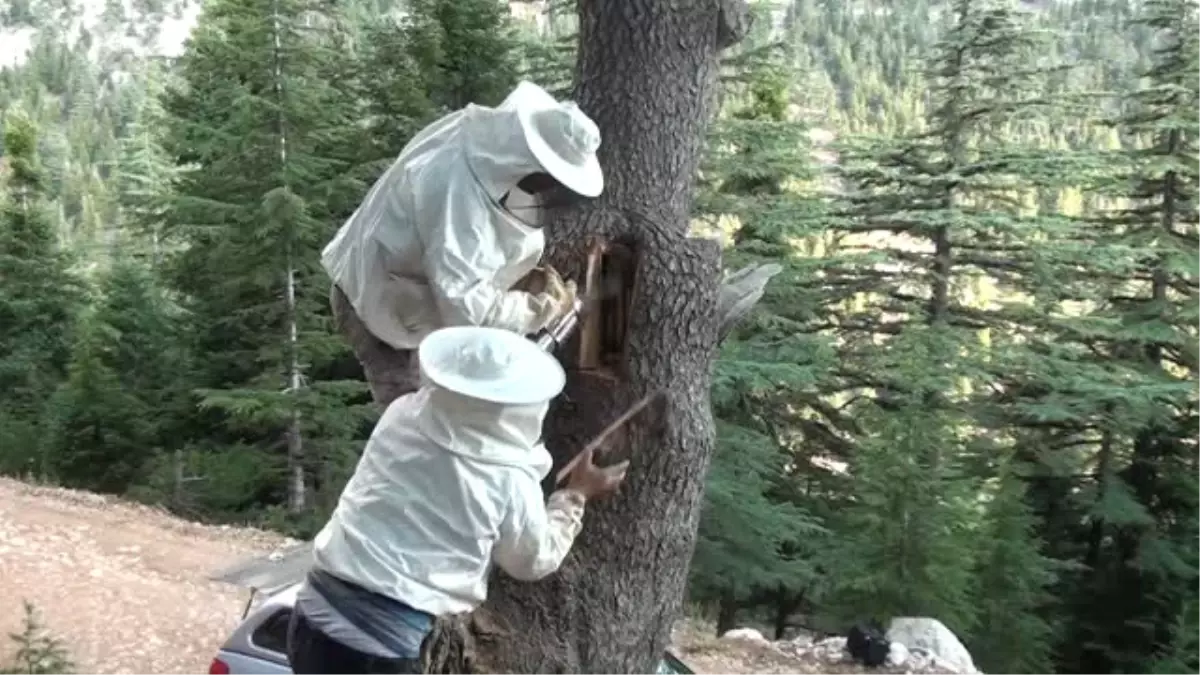 Toroslar'ın "Firari Arı" Avcıları: Doğanın Peşinde Zorlu ve Tatlı Mücadele - Görsel 2