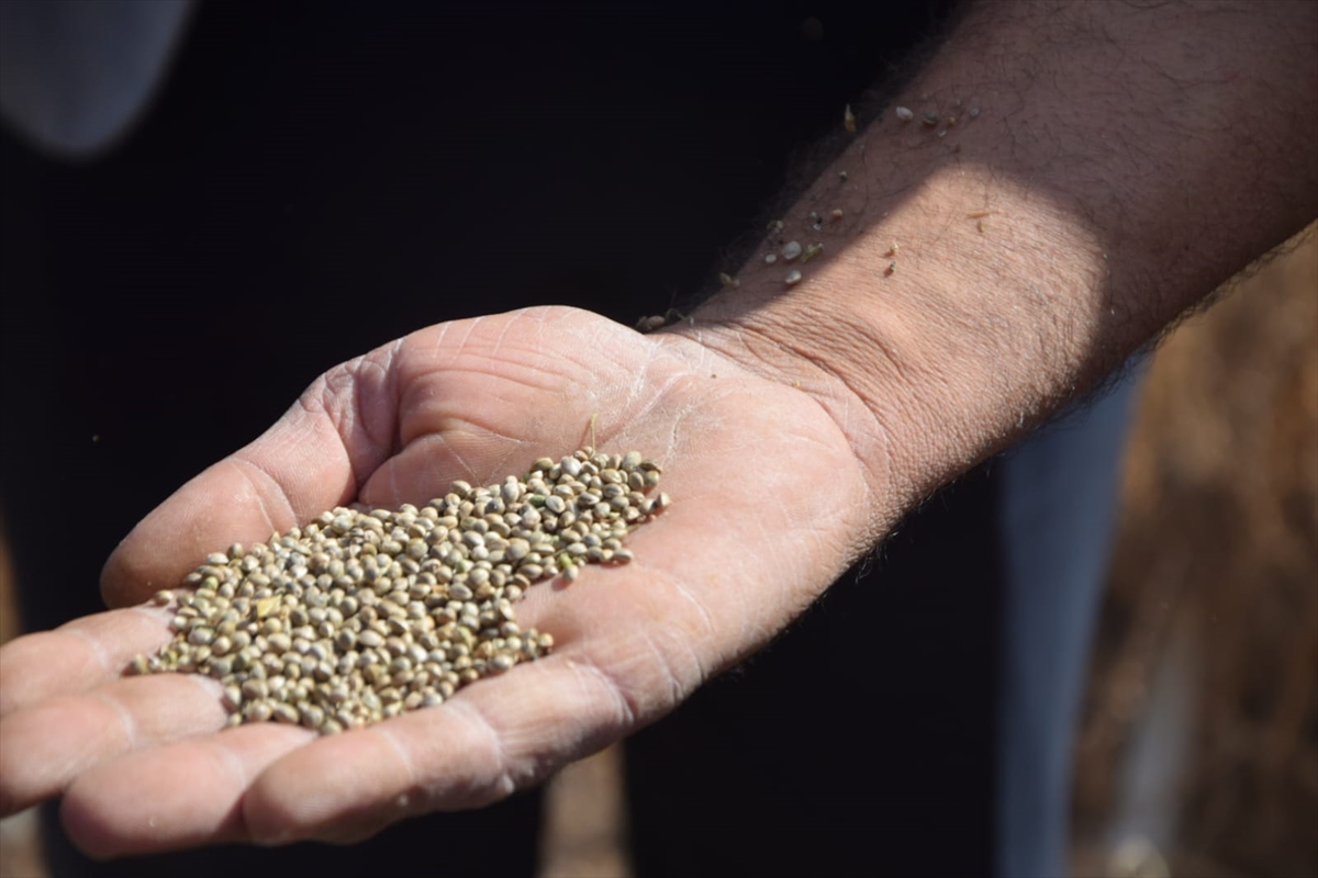Konya'da endüstriyel kenevirin hasadı başladı - Görsel 1