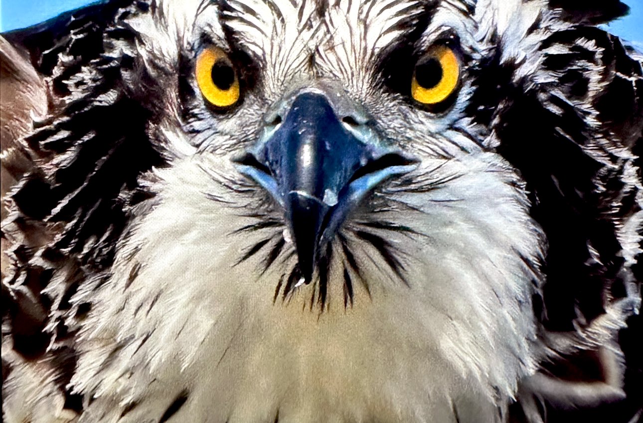 Suya dalabilen tek yırtıcı kuş olan ‘balık kartalı’, Uluabat Gölü’nde görüntülendi - Görsel 2