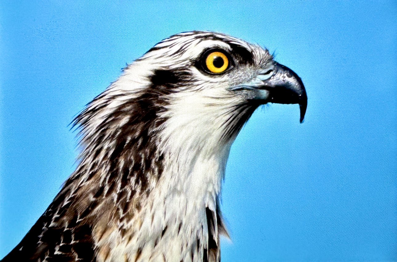 Suya dalabilen tek yırtıcı kuş olan ‘balık kartalı’, Uluabat Gölü’nde görüntülendi - Görsel 3