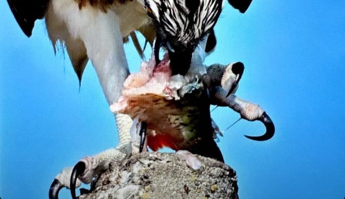 Suya dalabilen tek yırtıcı kuş olan ‘balık kartalı’, Uluabat Gölü’nde görüntülendi - Görsel 4