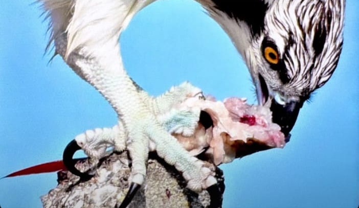 Suya dalabilen tek yırtıcı kuş olan ‘balık kartalı’, Uluabat Gölü’nde görüntülendi - Görsel 5