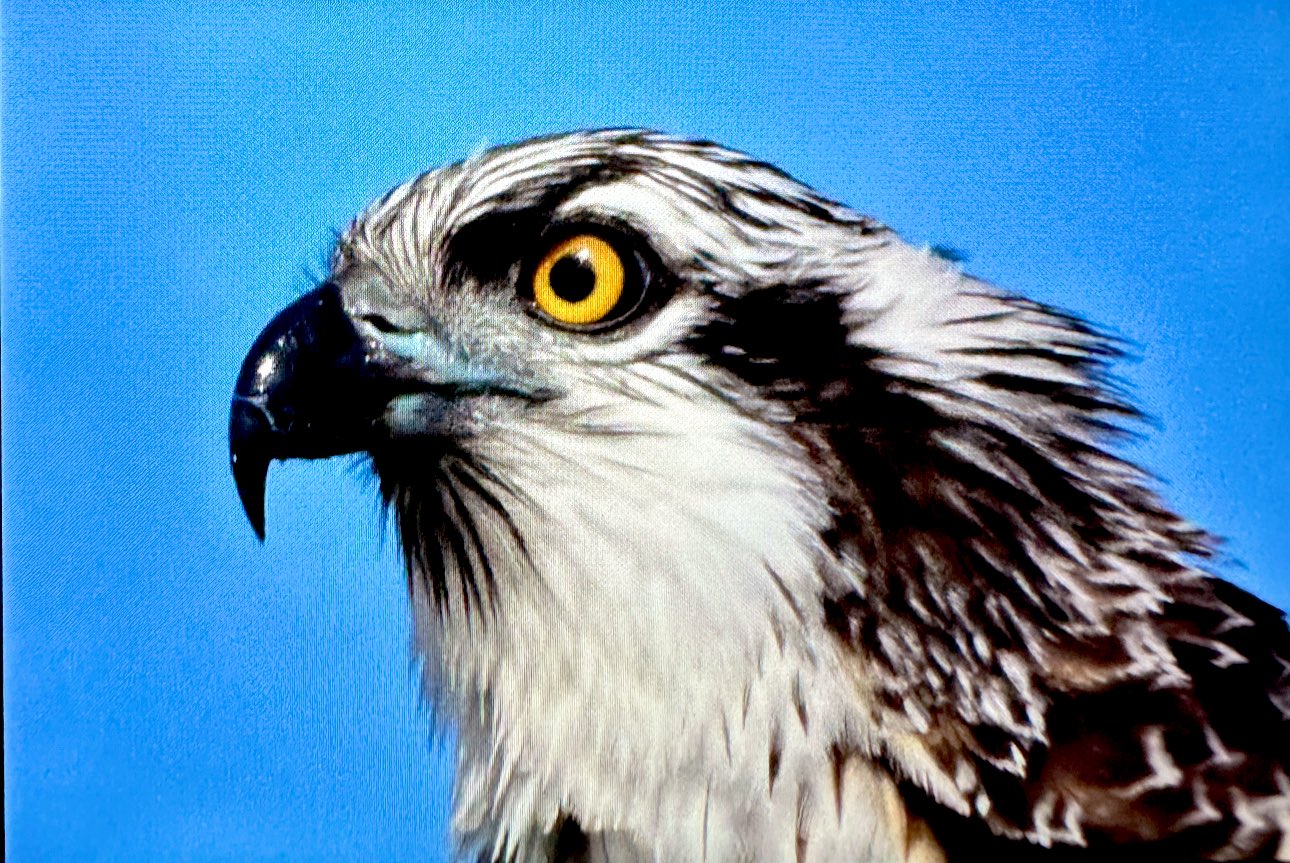 Suya dalabilen tek yırtıcı kuş olan ‘balık kartalı’, Uluabat Gölü’nde görüntülendi - Görsel 6