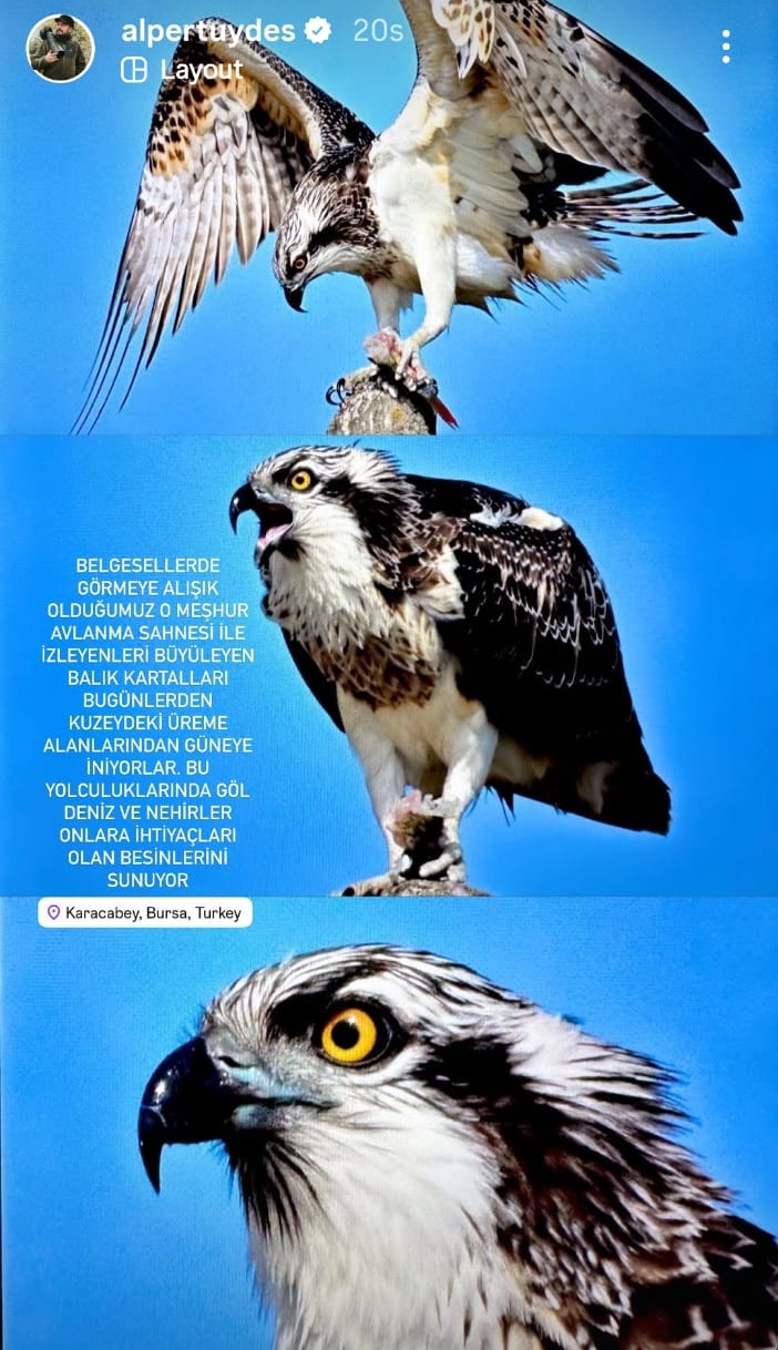 Suya dalabilen tek yırtıcı kuş olan ‘balık kartalı’, Uluabat Gölü’nde görüntülendi - Görsel 7