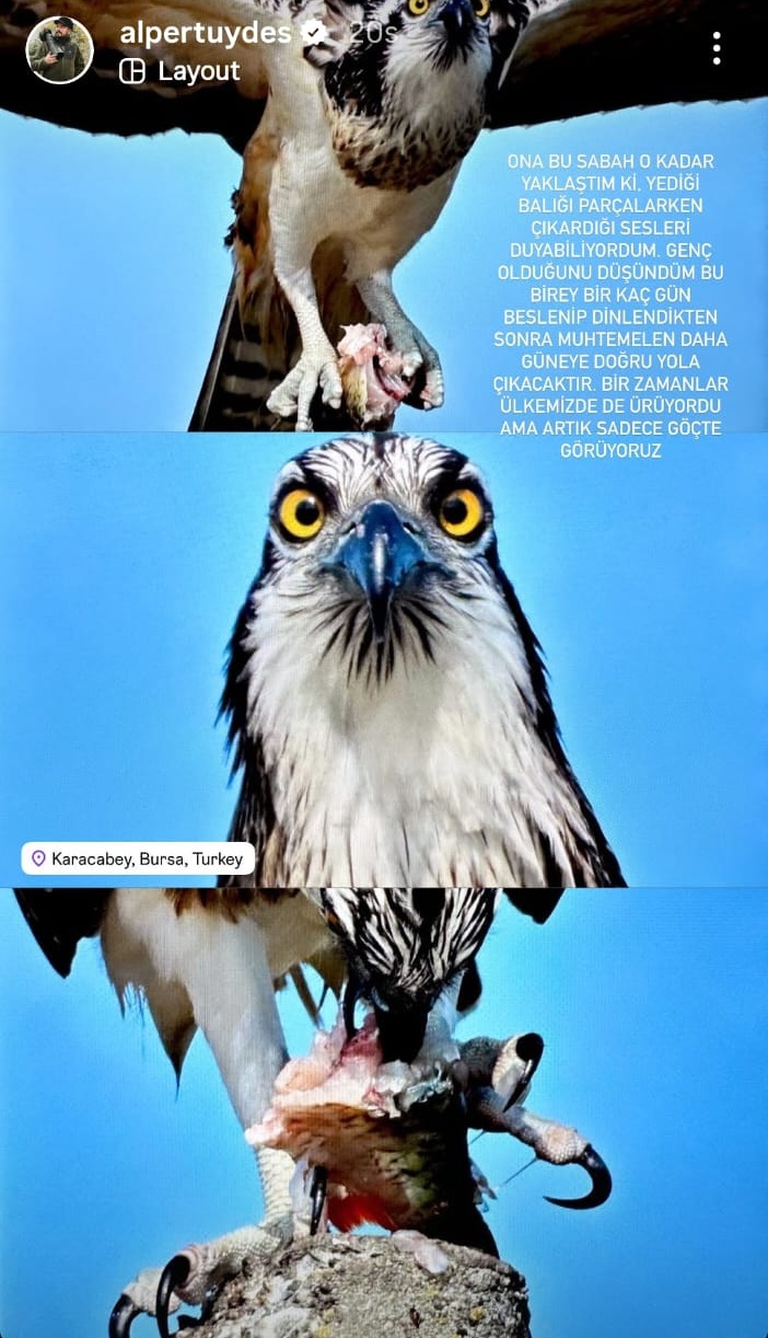 Suya dalabilen tek yırtıcı kuş olan ‘balık kartalı’, Uluabat Gölü’nde görüntülendi - Görsel 8