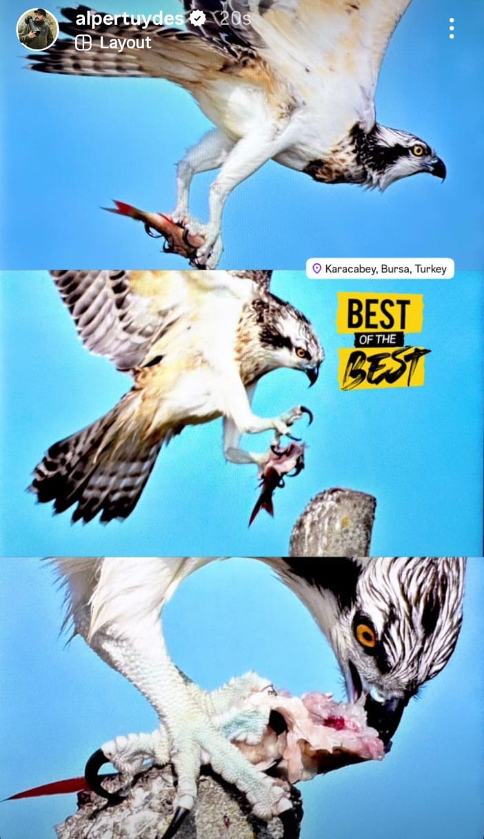 Suya dalabilen tek yırtıcı kuş olan ‘balık kartalı’, Uluabat Gölü’nde görüntülendi - Görsel 9