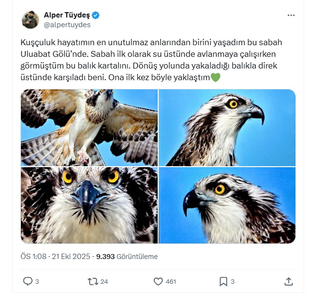 Suya dalabilen tek yırtıcı kuş olan ‘balık kartalı’, Uluabat Gölü’nde görüntülendi - Görsel 10