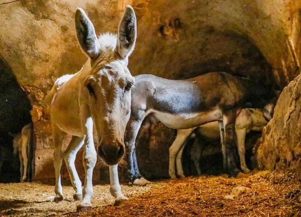 Mardin’de çöp taşıyan kadrolu eşekler emekli edilecek; yerlerine elektrikli paletli araçlar geliyor - Görsel 2