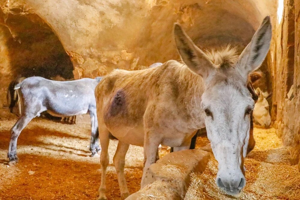 Mardin’de çöp taşıyan kadrolu eşekler emekli edilecek; yerlerine elektrikli paletli araçlar geliyor - Görsel 4