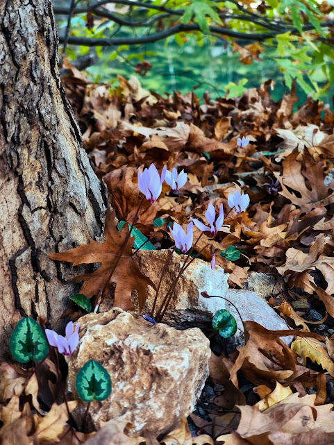 Toroslar'ın İncisi Üzümdere Irmağı Kurudu:  - Görsel 4
