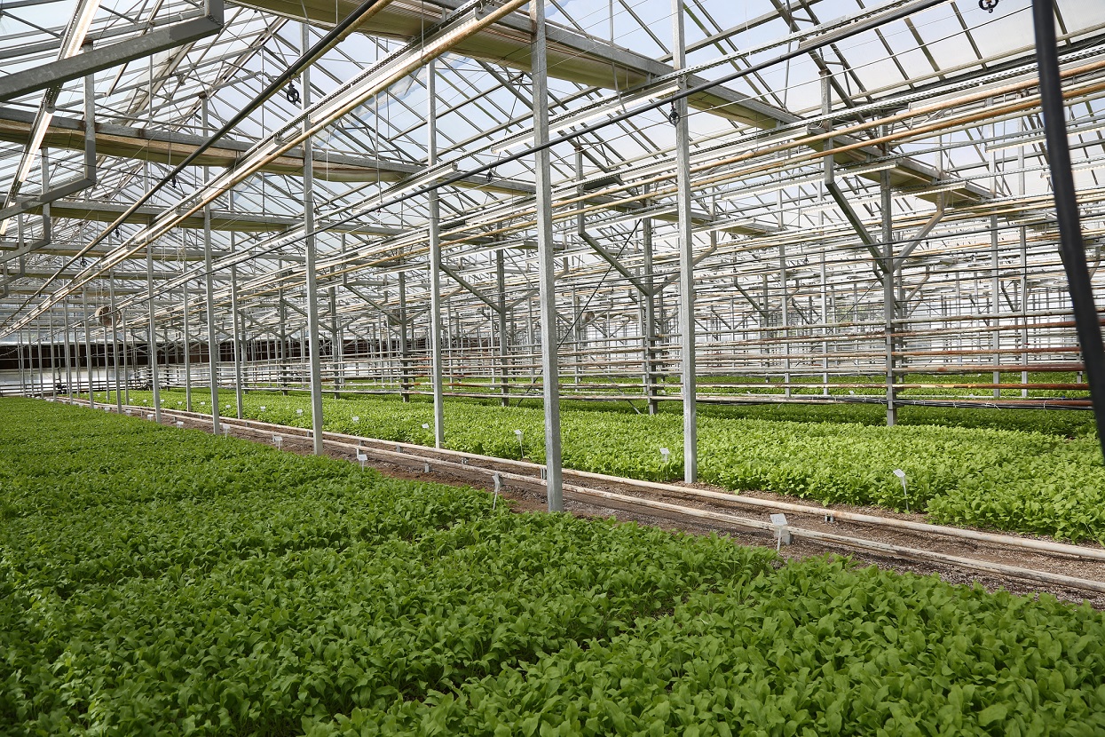  Konya'da Pancarda Sapa Kalkma Testleri'yle Avrupa ve Türkiye'de üretilen tohumlar analiz ediliyor - Görsel 1