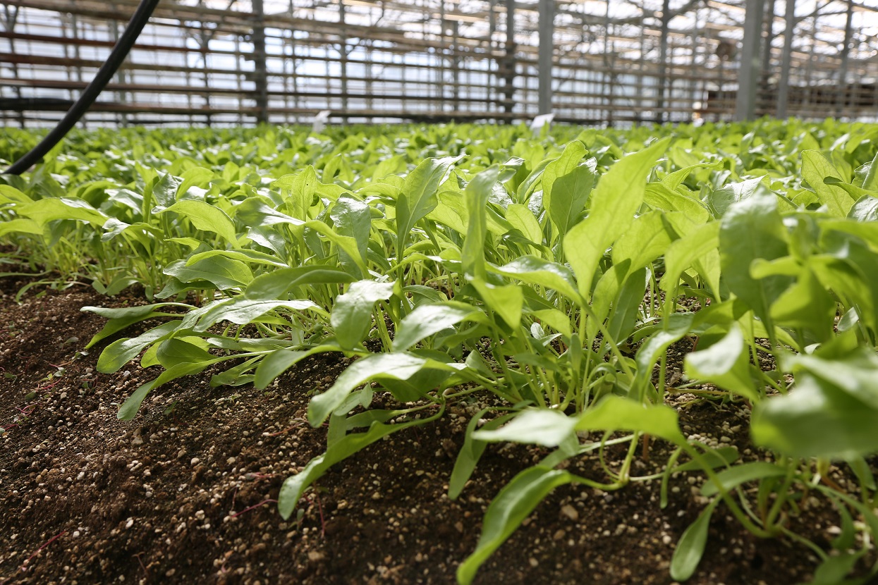  Konya'da Pancarda Sapa Kalkma Testleri'yle Avrupa ve Türkiye'de üretilen tohumlar analiz ediliyor - Görsel 2
