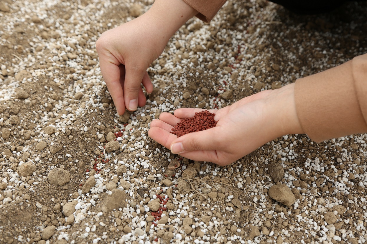  Konya'da Pancarda Sapa Kalkma Testleri'yle Avrupa ve Türkiye'de üretilen tohumlar analiz ediliyor - Görsel 3
