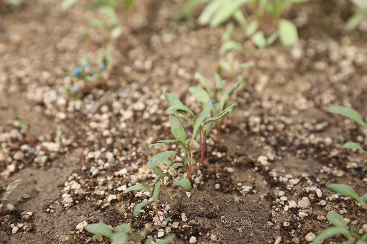  Konya'da Pancarda Sapa Kalkma Testleri'yle Avrupa ve Türkiye'de üretilen tohumlar analiz ediliyor - Görsel 4