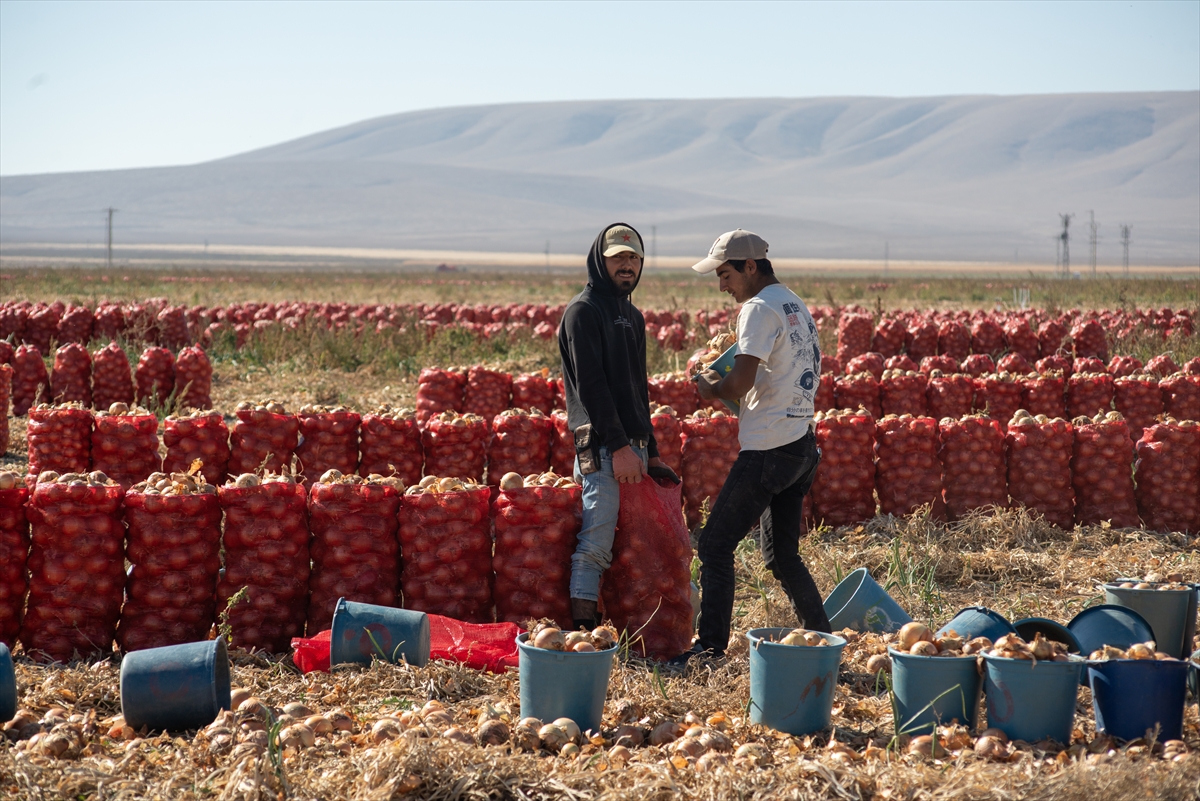 Karatay’da soğan hasadı başladı - Görsel 1