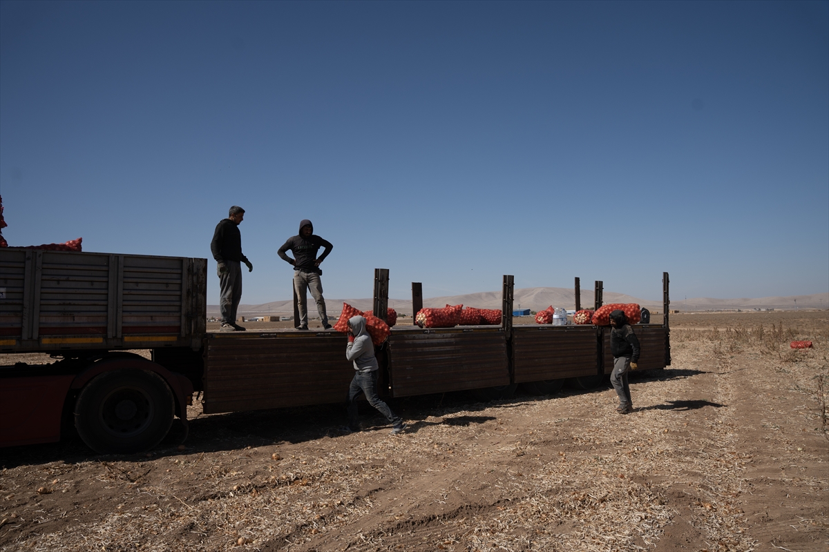 Karatay’da soğan hasadı başladı - Görsel 2