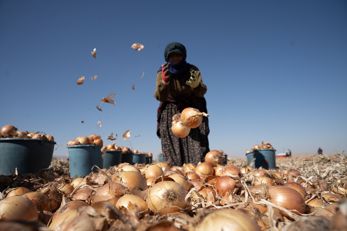 Karatay’da soğan hasadı başladı - Görsel 4