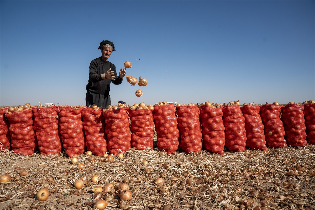 Karatay’da soğan hasadı başladı - Görsel 5