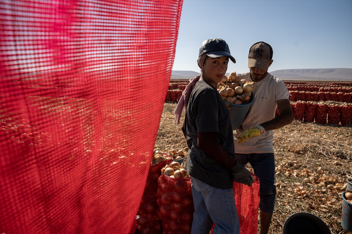 Karatay’da soğan hasadı başladı - Görsel 6