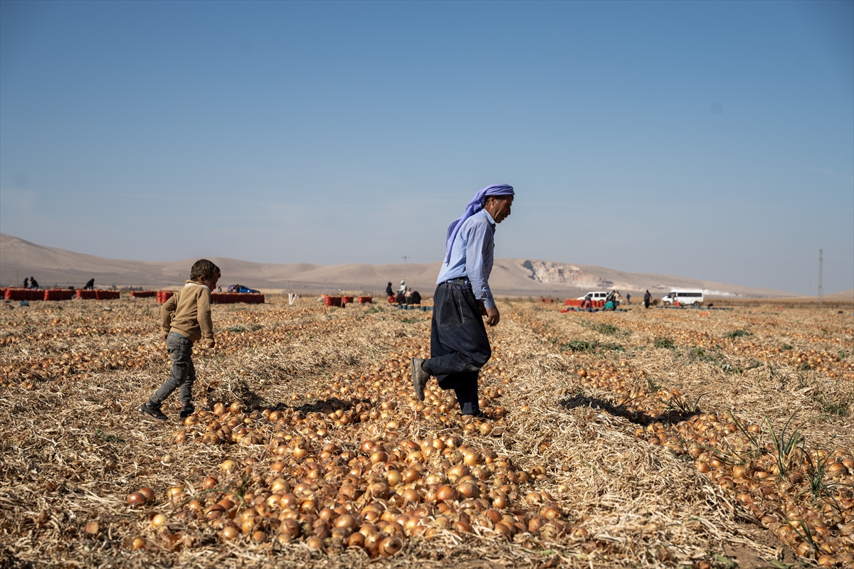 Karatay’da soğan hasadı başladı - Görsel 8