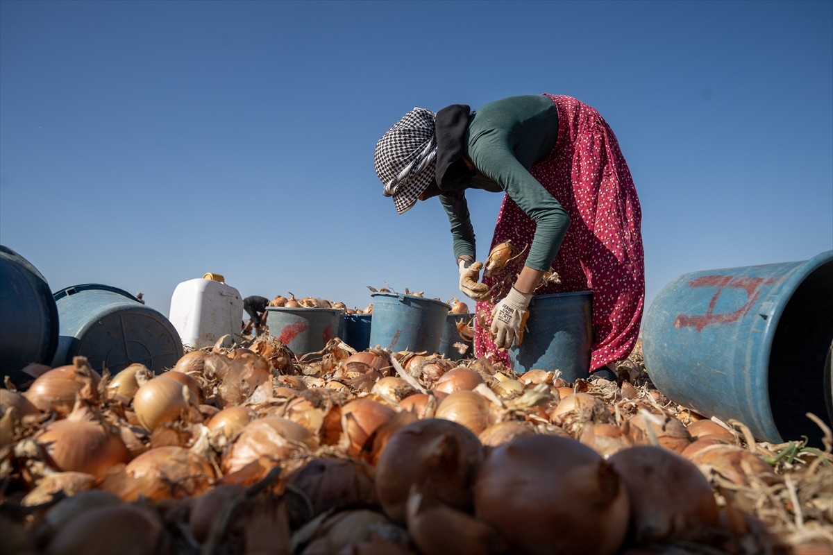 Karatay’da soğan hasadı başladı - Görsel 9