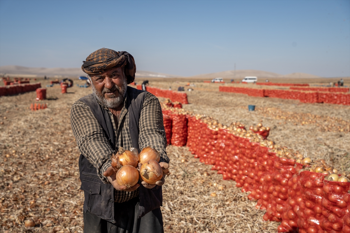 Karatay’da soğan hasadı başladı - Görsel 10