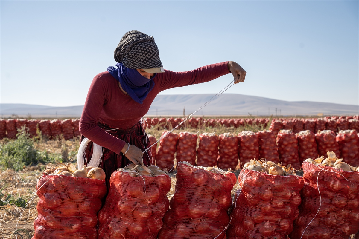 Karatay’da soğan hasadı başladı - Görsel 11