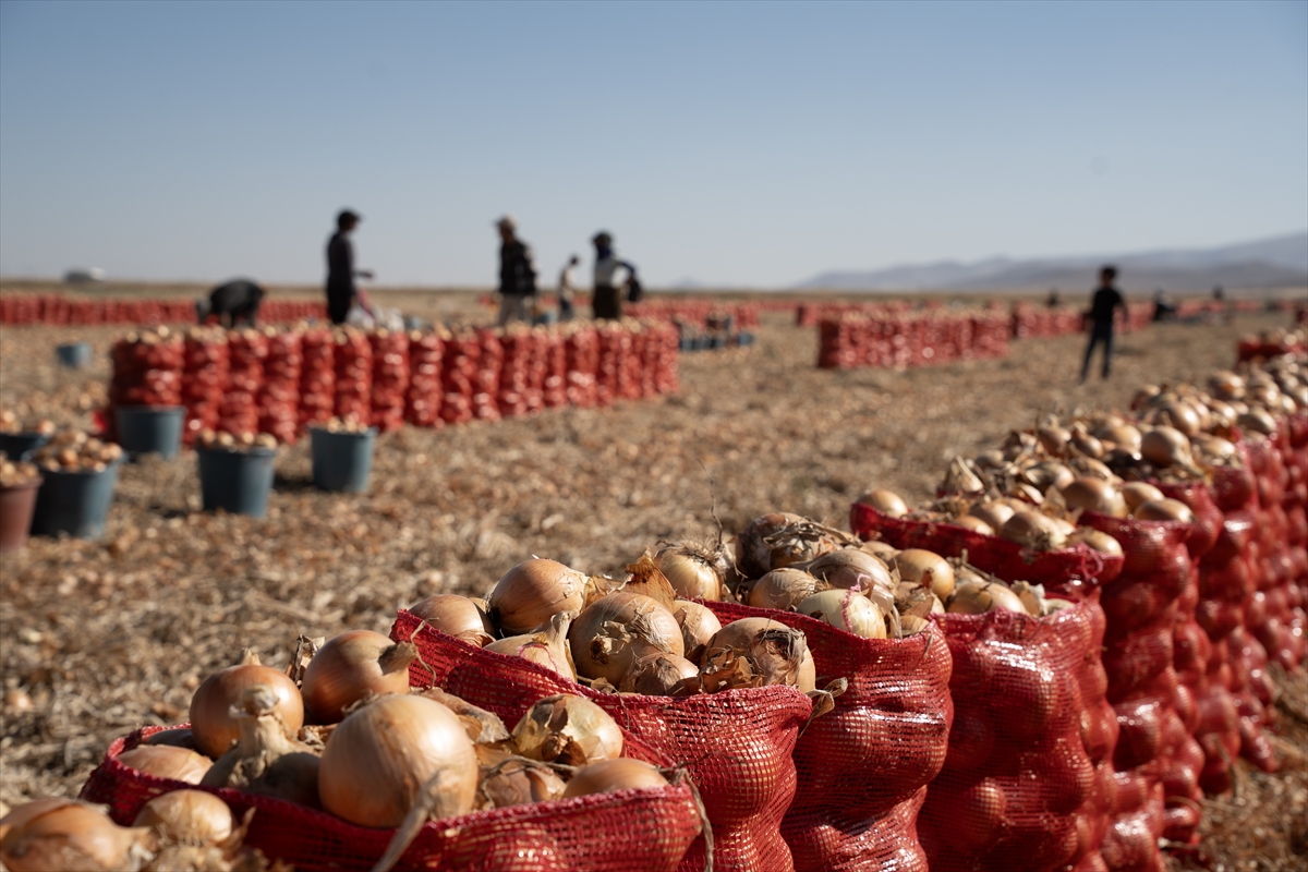 Karatay’da soğan hasadı başladı - Görsel 12