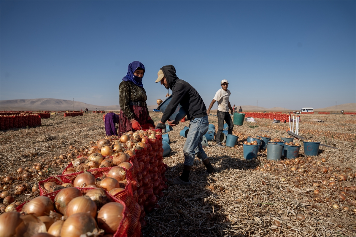 Karatay’da soğan hasadı başladı - Görsel 13